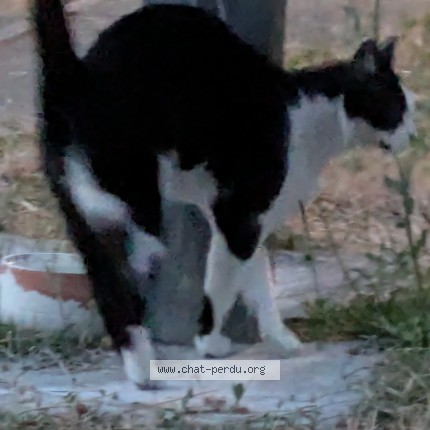 Photo 1/3 Chat trouvé Trouvé à Nantes