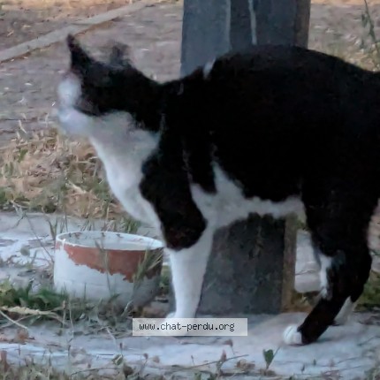 Photo 2/3 Chat trouvé Trouvé à Nantes