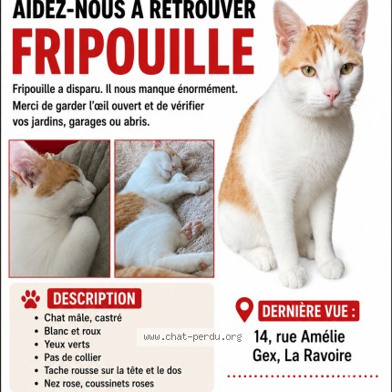 Photo 1/1 fripouille Chat perdu à La Ravoire