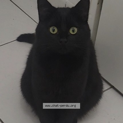 Photo 1/1 Yué Chat perdu à Toulouse