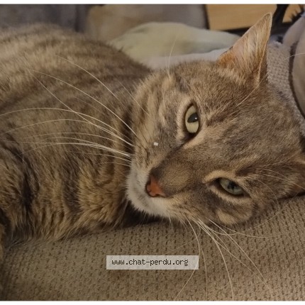 Photo de chat perdu à Etrelles