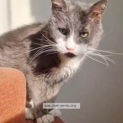 Photo de chat perdu à Le Perreux