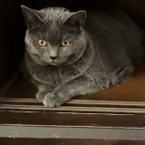 fluffy
