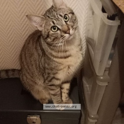 Photo de chat perdu à Charrais