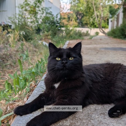Photo de chat perdu à Nantes