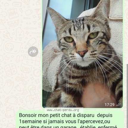 Photo 1/1 Myrtille Chat perdu à Saint Benoit Des Ondes