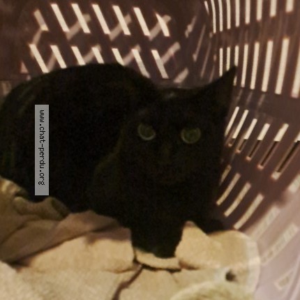 Photo 1/1 Lana Chat perdu à Bonsecours