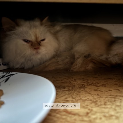 Photo de chat perdu à Roubaix