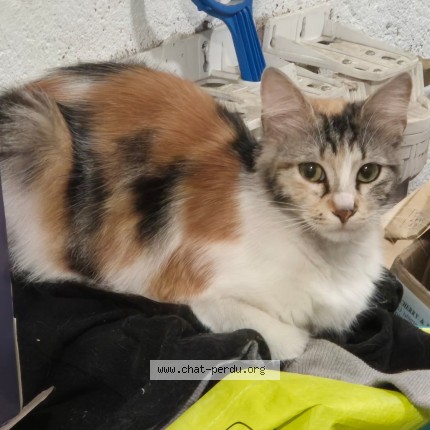Photo de chat perdu à Jussey
