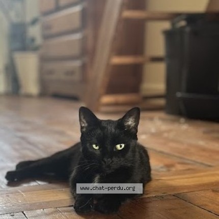 Photo 1/1 Chat retrouvé Perdu à Lille