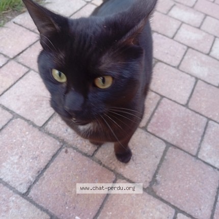 Photo de chat trouvé à Bousbecque