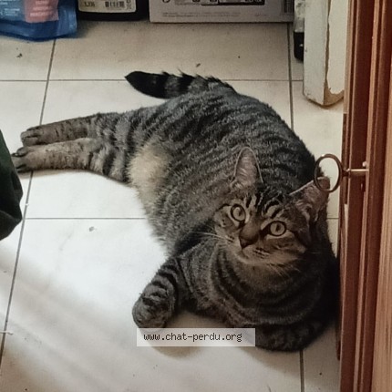 Photo 1/1 Loulou Chat perdu à Paris