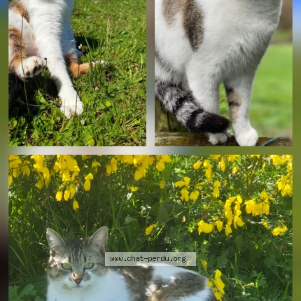 Photo de chat perdu à L Etrat