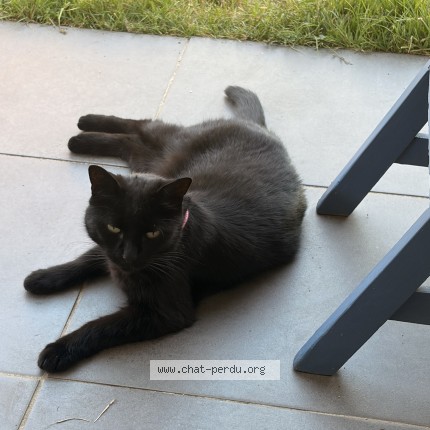 Photo 1/1 Chat retrouvé Perdu à Le Haillan