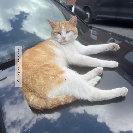 Photo 1/1 Chat trouvé Trouvé à Tourcoing