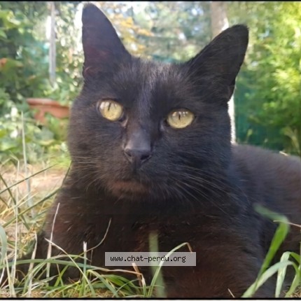 Photo 1/1 Chat retrouvé Perdu à Toulouse