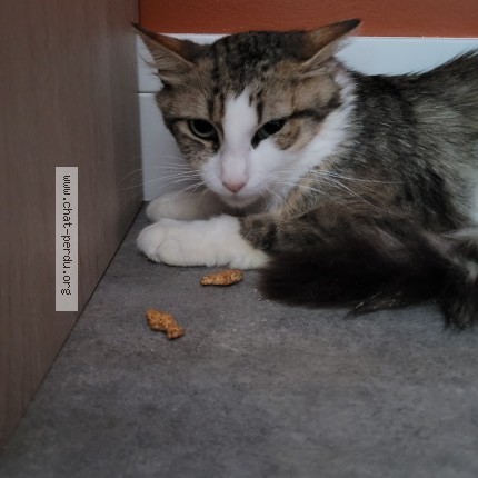 Photo de chat perdu à Viriat