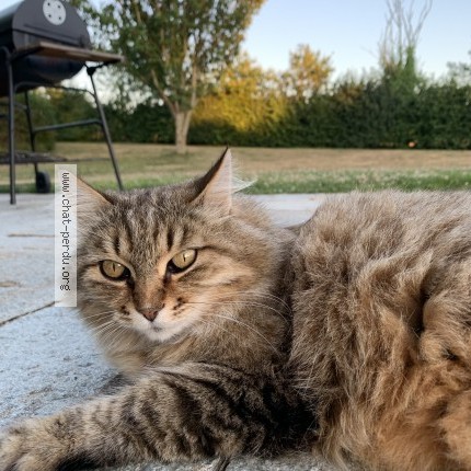 Photo de chat perdu à La Roche Derrien