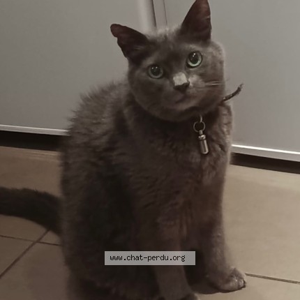 Photo 1/1 Chat retrouvé Perdu à Paris