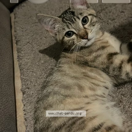 Photo de chat perdu à Rennes