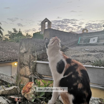 Photo 1/1 Natty Chat perdu à Lunel
