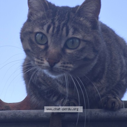 Photo 1/1 Pompon Chat perdu à Cavaillon