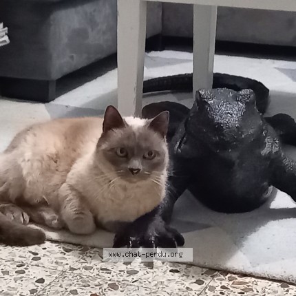 Photo de chat perdu à Mont De Marsan