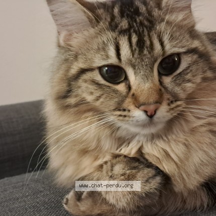 Photo 1/1 Clochette Chat perdu à Pommiers