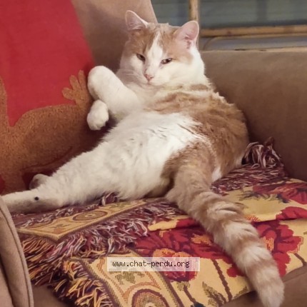 Photo de chat perdu à La Varenne St Hilaire