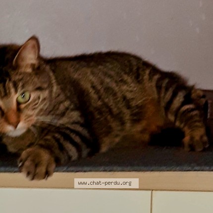 Photo de chat perdu à Nantes