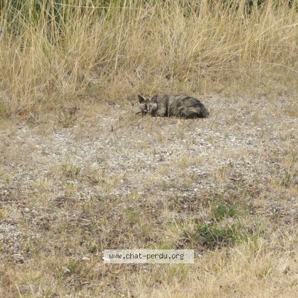 Photo de chat trouvé à Plaisir