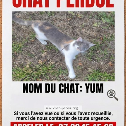 Photo 1/1 Chat retrouvé Perdu à Mehun Sur Yevre