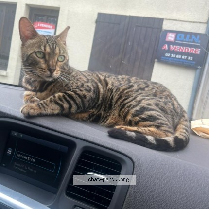 Photo 3/3 NIRVANA Chat perdu à Gennevilliers