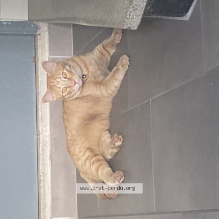 Photo 1/1 Chat trouvé Trouvé à Montpellier