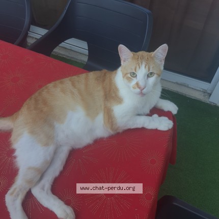 Photo de chat trouvé à Clerval