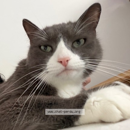 Photo 1/1 Lou Chat perdu à Paris