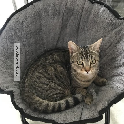 Photo de chat perdu à Ciboure