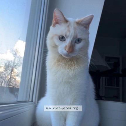 Photo de chat perdu à Roubaix