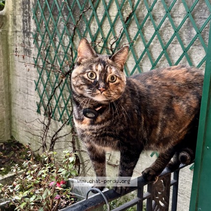 Photo de chat trouvé à Clamart