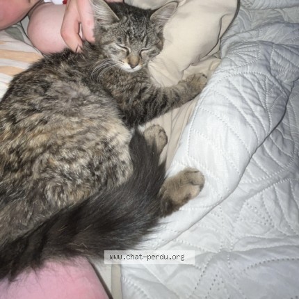 Photo 1/1 Chat trouvé Trouvé à Dunkerque
