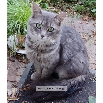 Photo 1/1 Chat trouvé Trouvé à Elancourt