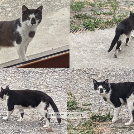 Photo de chat trouvé à La Chapelle Bouexic