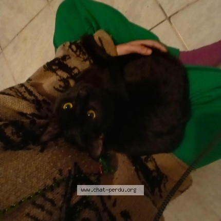 Photo 1/1 zoïko Chat perdu à Toulouse