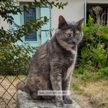 Photo de chat perdu à Clamart