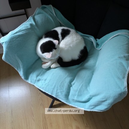 Photo 1/1 Snoopy Chat perdu à Venansault