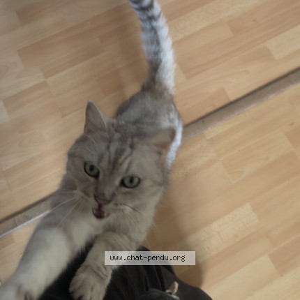 Photo 1/1 mistigri Chat perdu à Angers