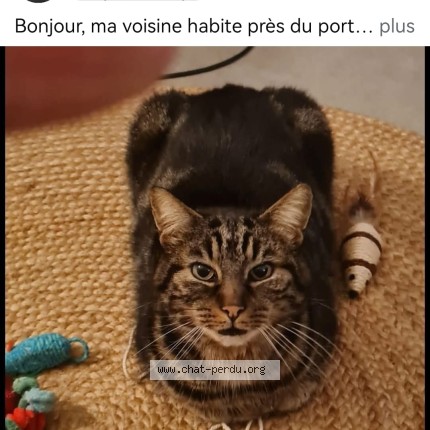 Photo 1/1 ARTI Chat perdu à La Teste De Bush