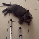 duman