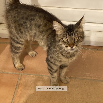 Photo de chat trouvé à Valliguieres