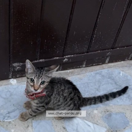 Photo 1/1 feifei Chat perdu à Marseille